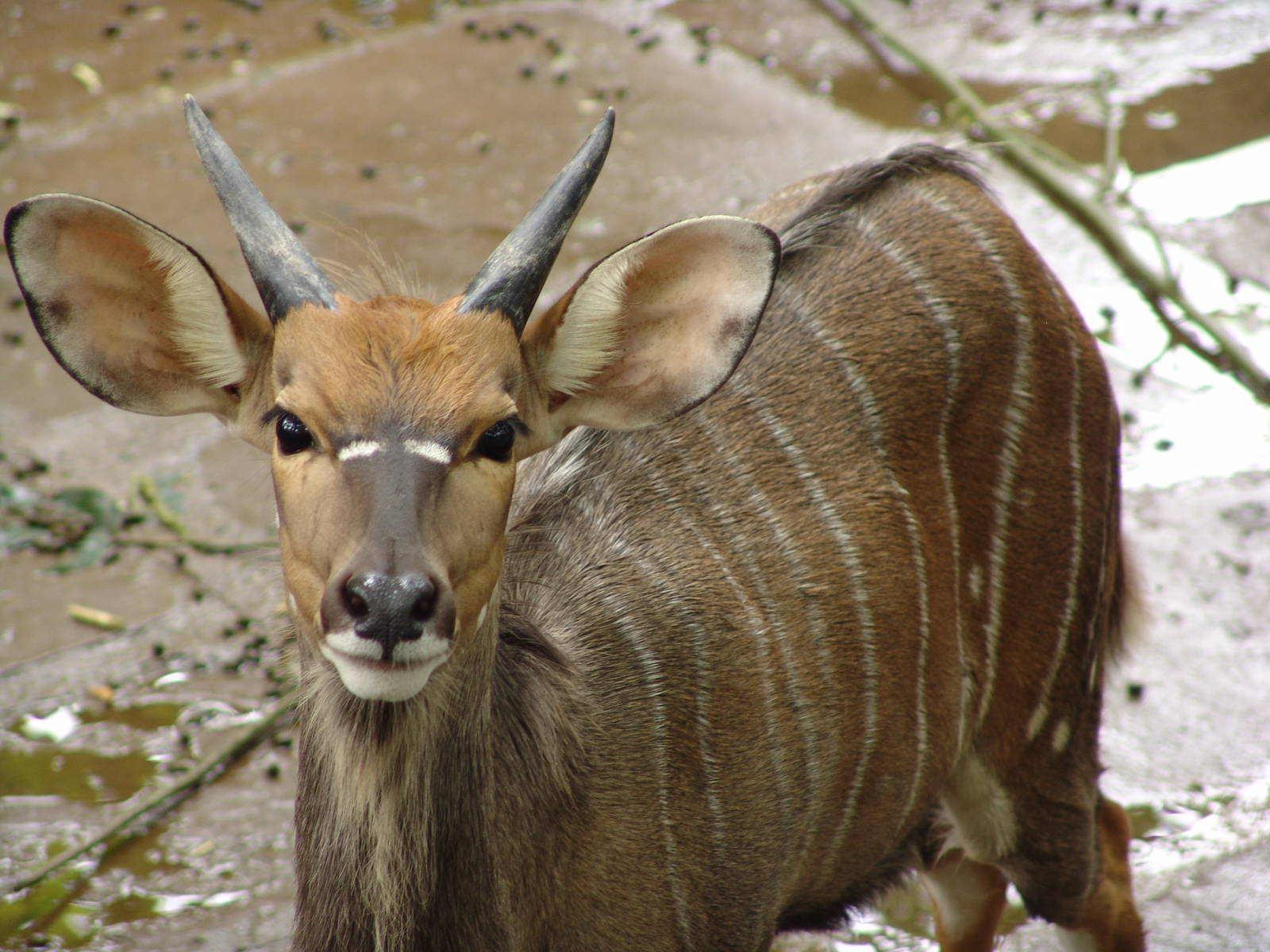 Young Nyala buck (Tragelaphus angasii)
