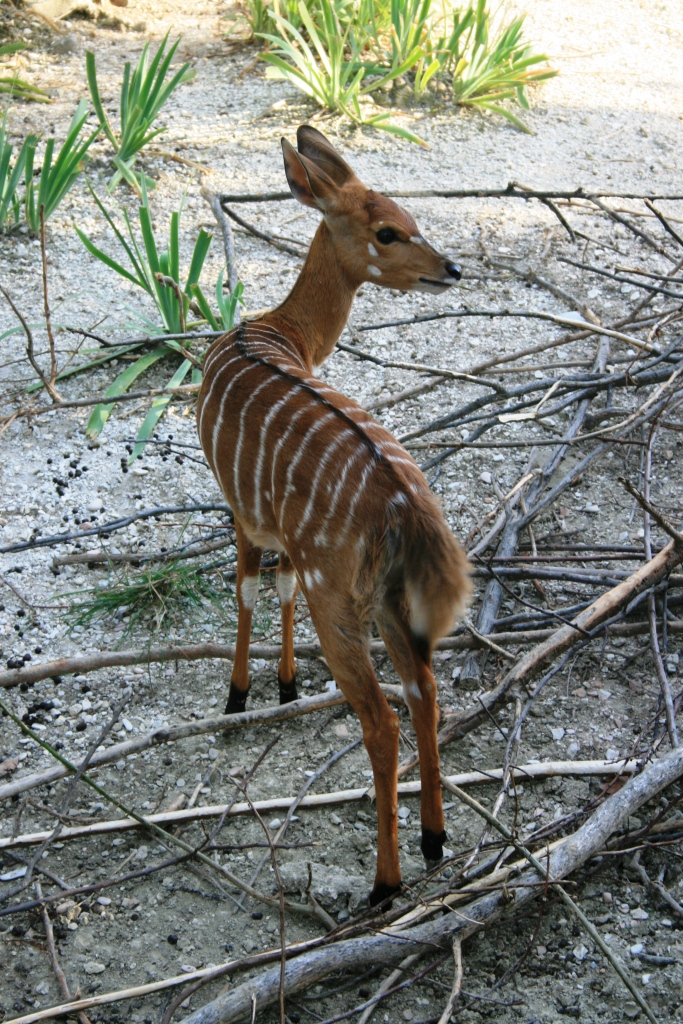 young nyala