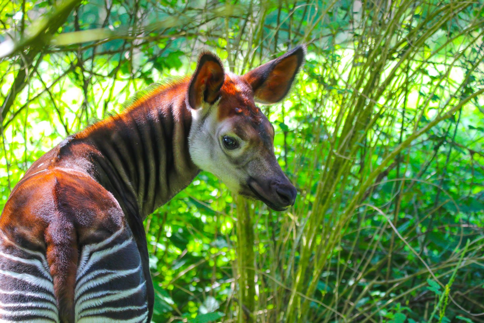 Young Okapi- 28th April 2025