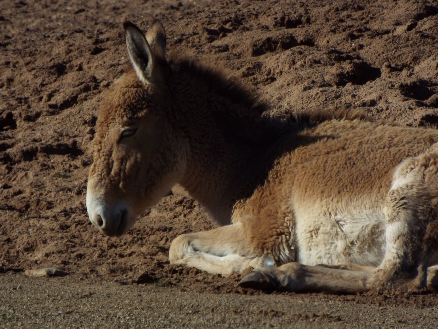 Young Onager, Chester Zoo