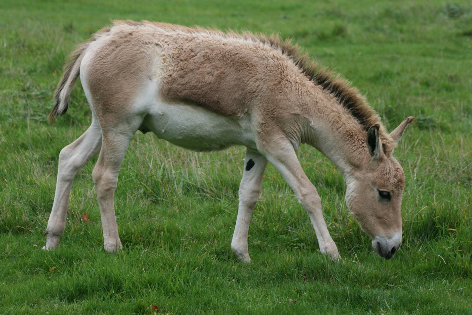Young onager; Whipsnade; 9th October 2010