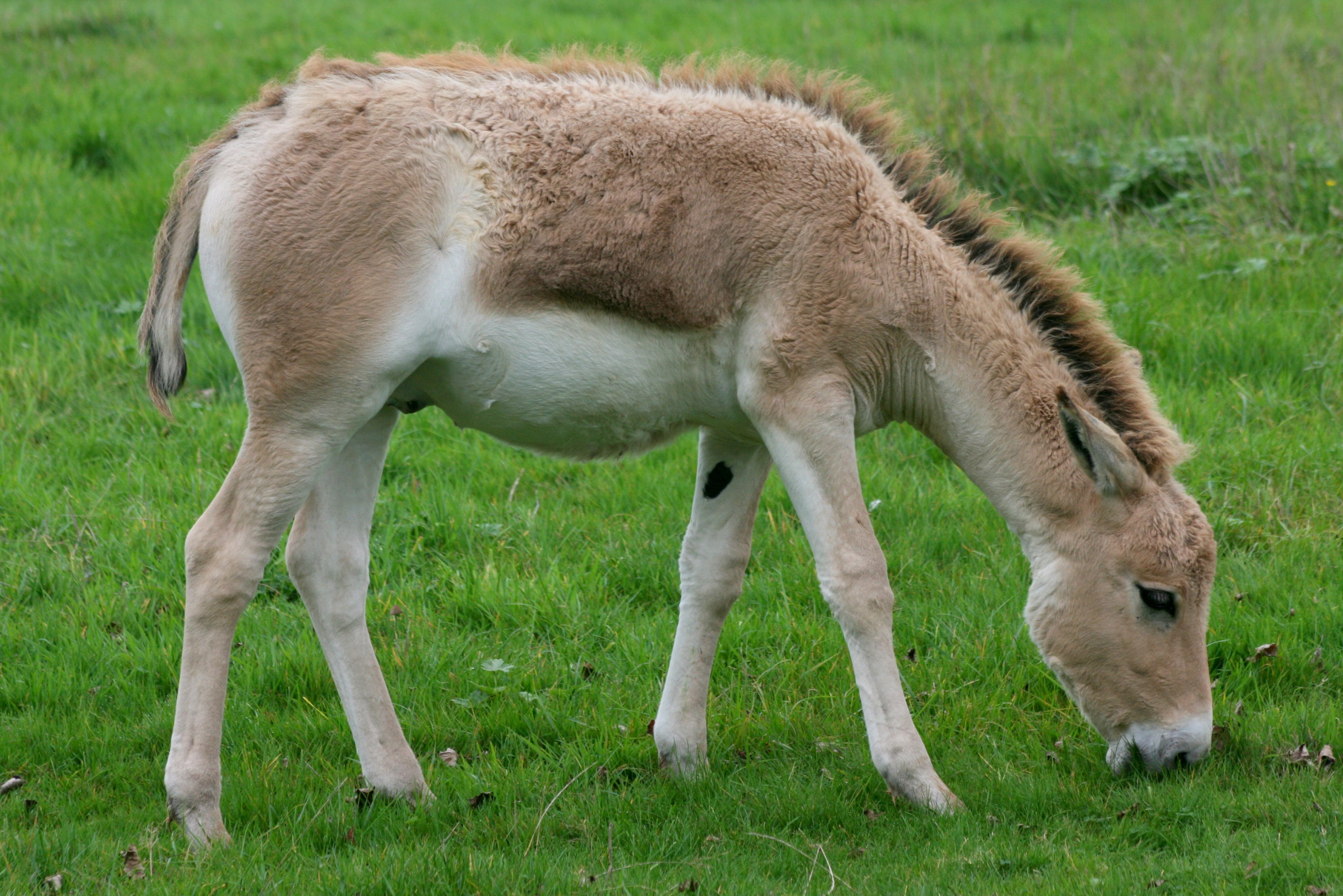 Young onager; Whipsnade; 9th October 2010