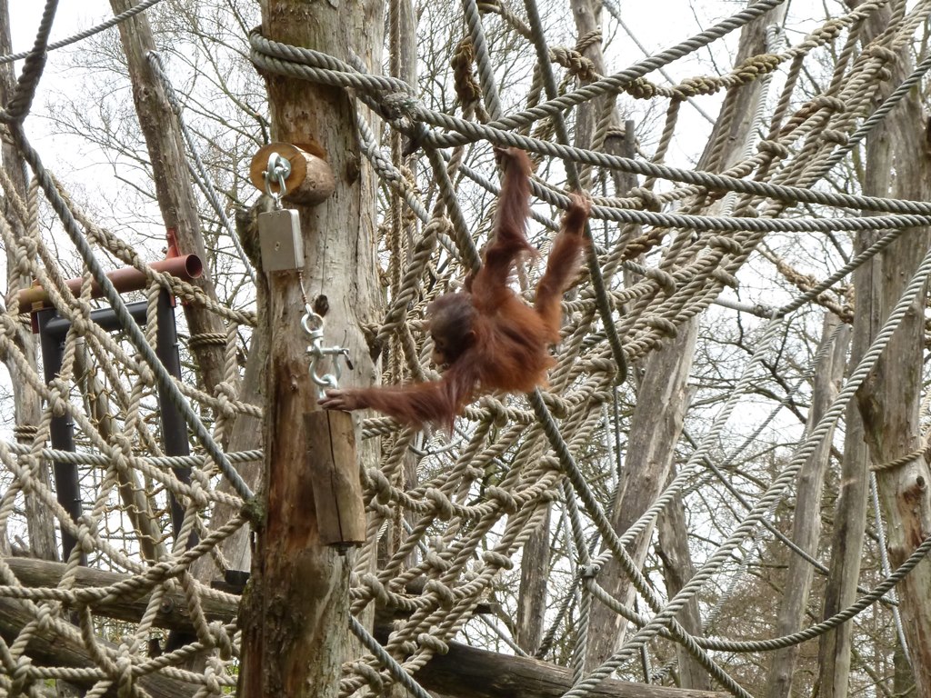 Young orang enrichment II