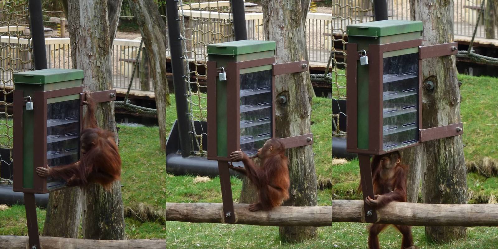 Young orang enrichment