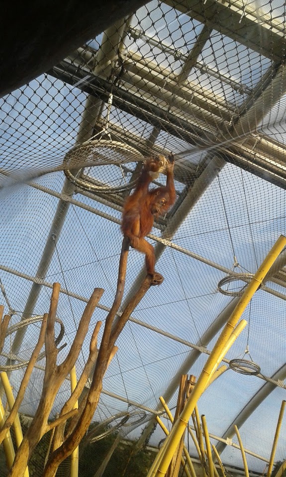 Young Orang-Utan in the inside part of the exhibit