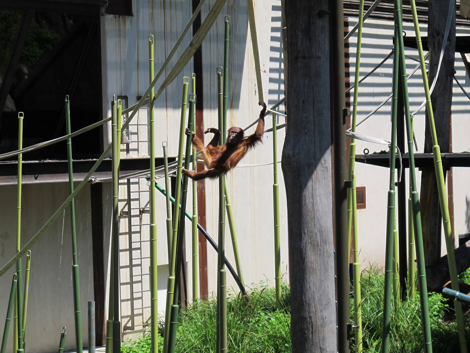 Young Orang-Utan - Melbourne Zoo November 2013