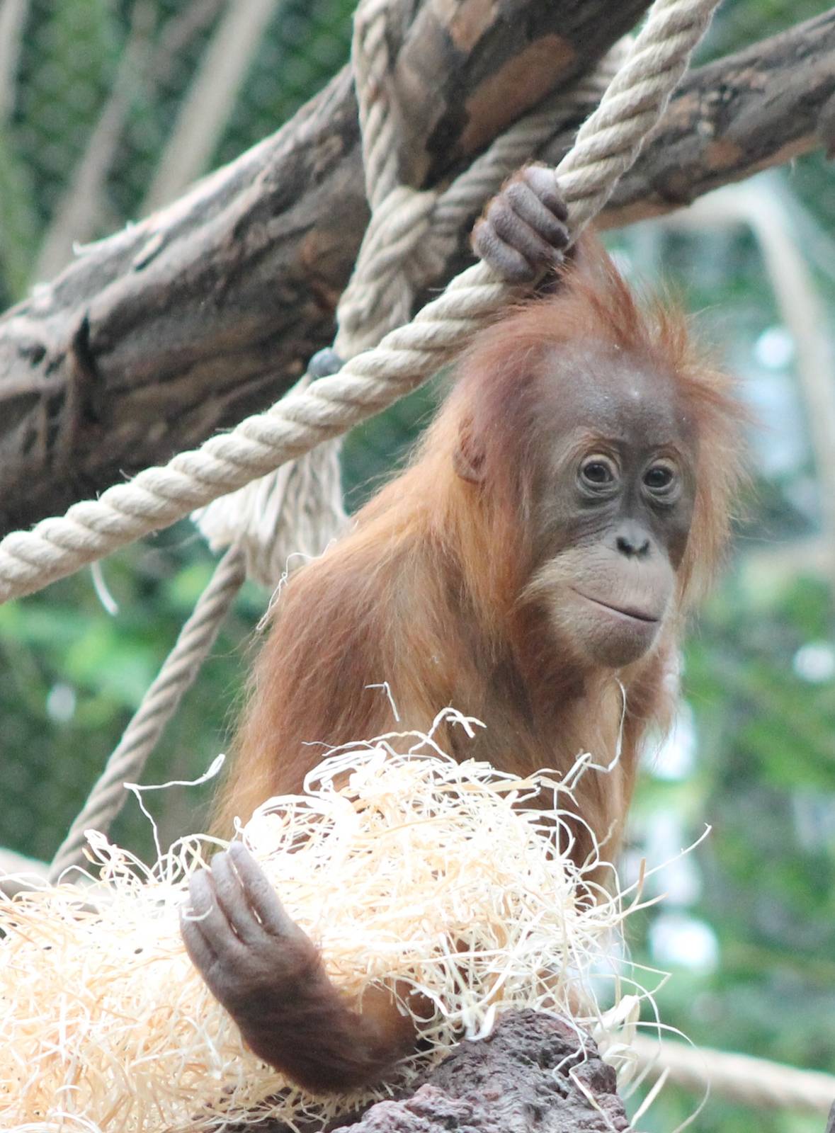 Young Orang utan