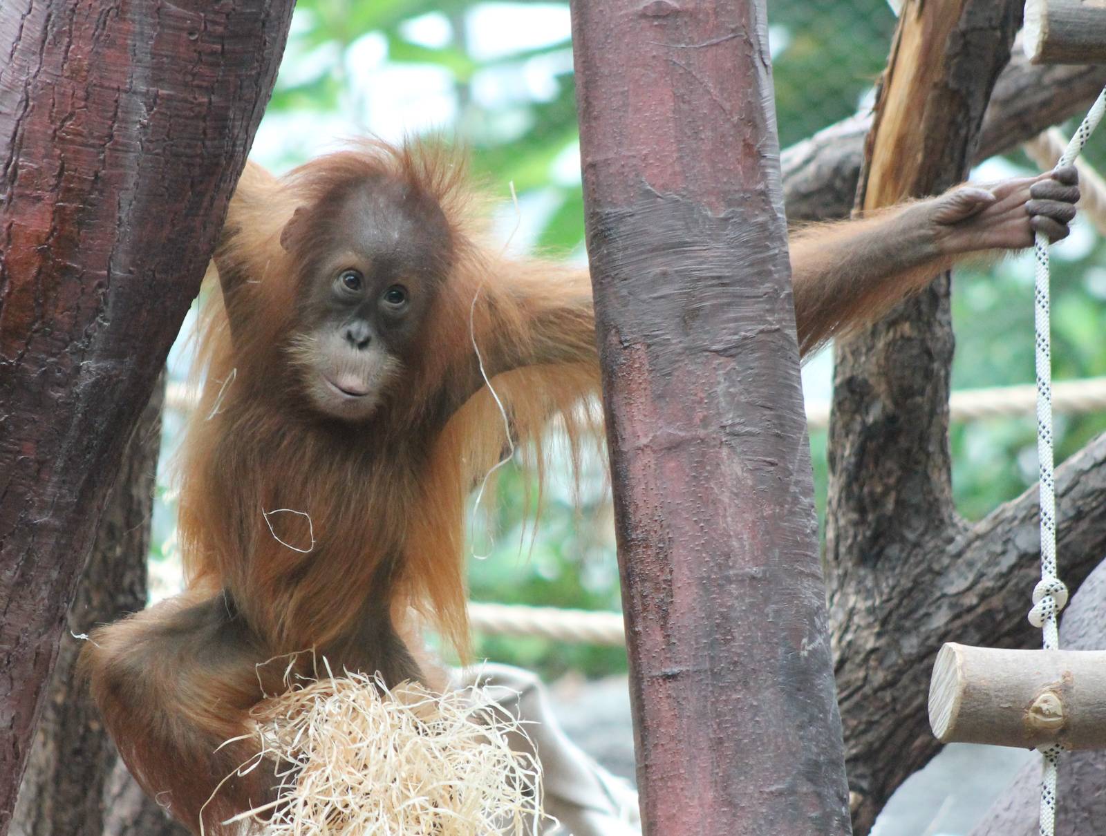 Young Orang utan