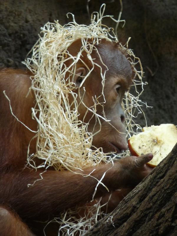 Young Orang