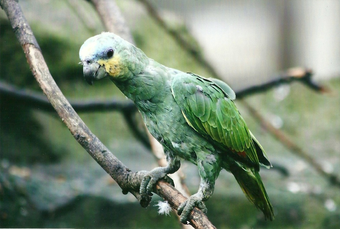 Young Orange-winged Amazon 1st November 2012