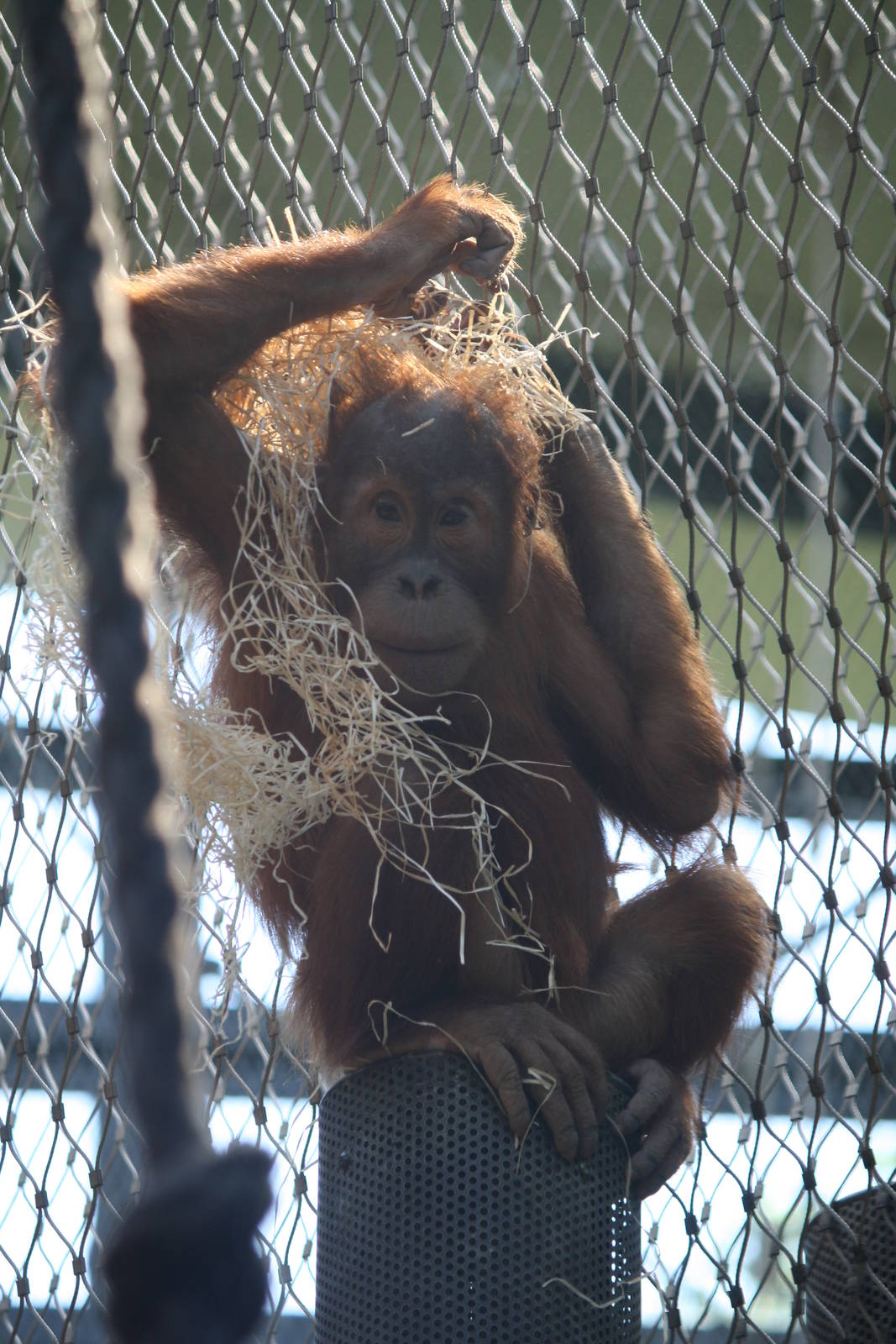 Young orangutan - 4 June 2010