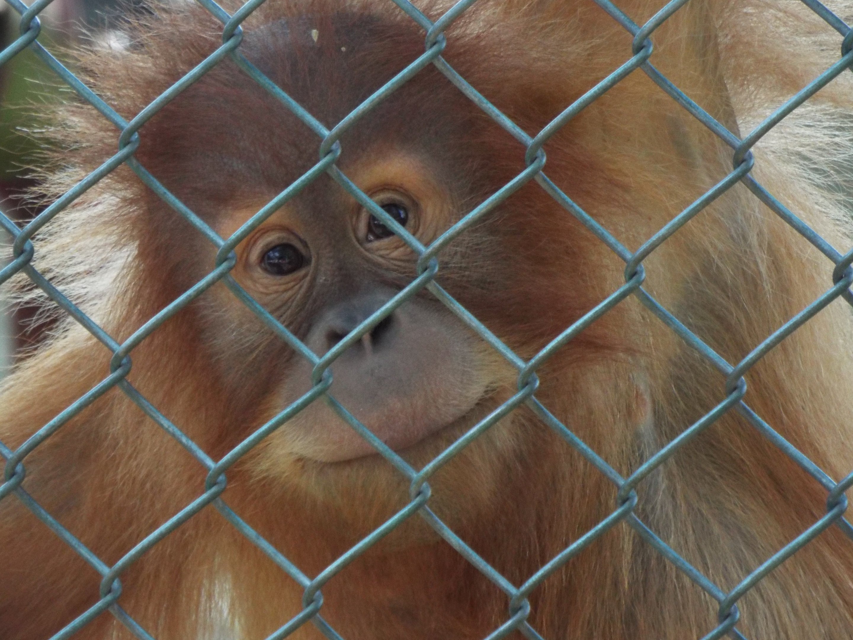 Young Orangutan Monkey World