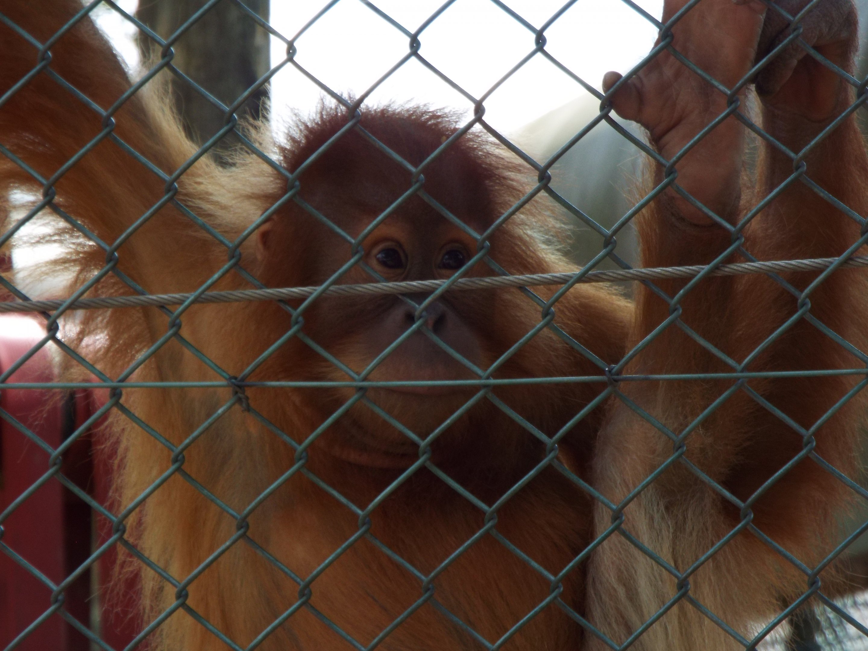 Young Orangutan Monkey World