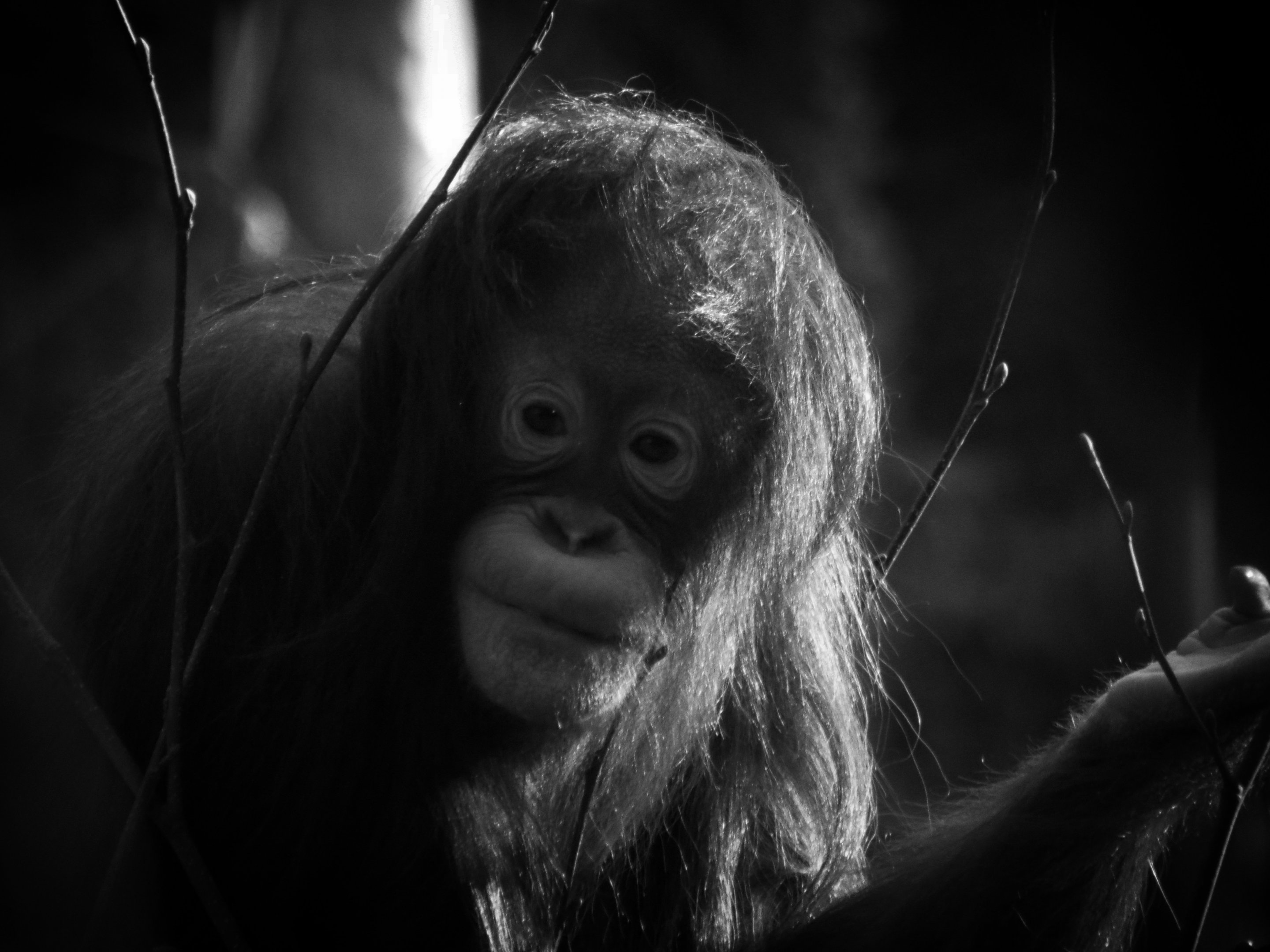 Young Orangutan Paignton Zoo