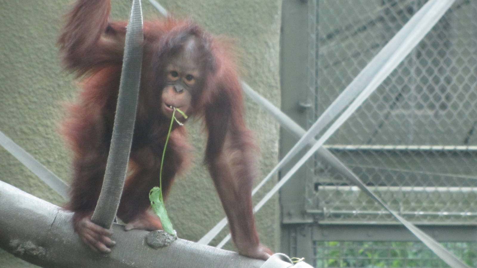 Young Orangutan Playing