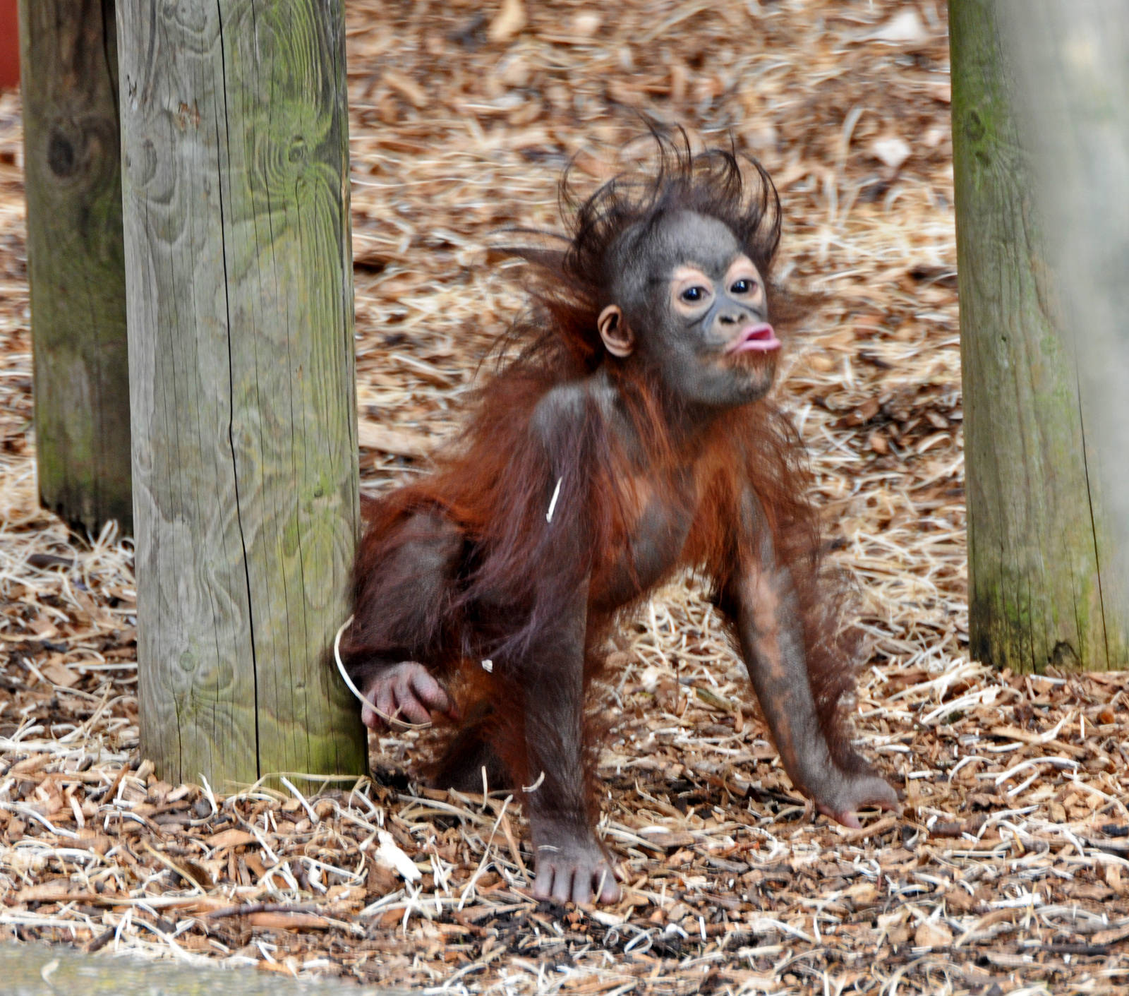 Young Orangutan Sprout