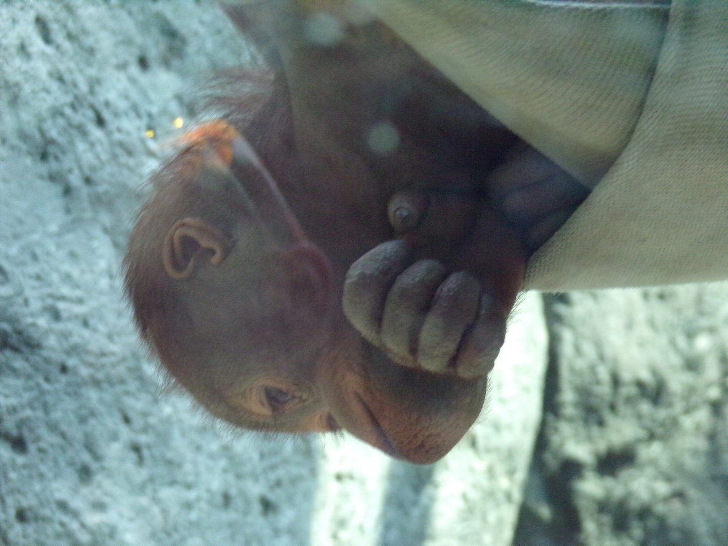 Young Orangutan, Zaki
