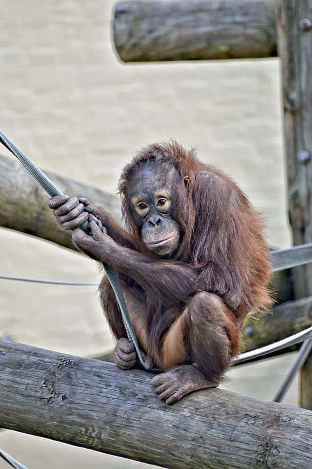 Young Orangutan