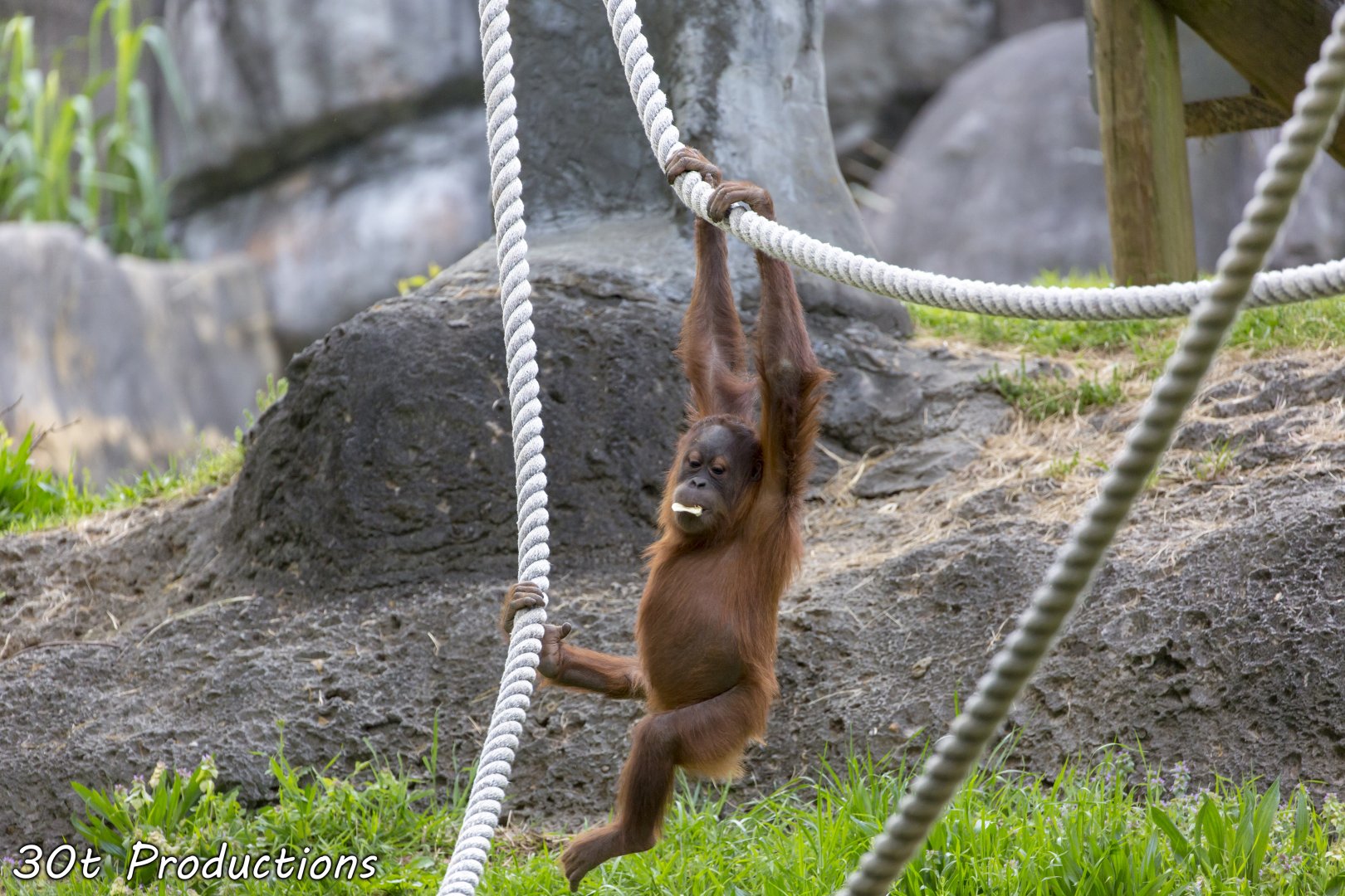 Young Orangutan