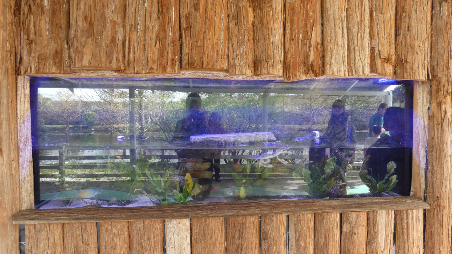 Young Orinoco Crocodile Enclosure - Jan. 2022