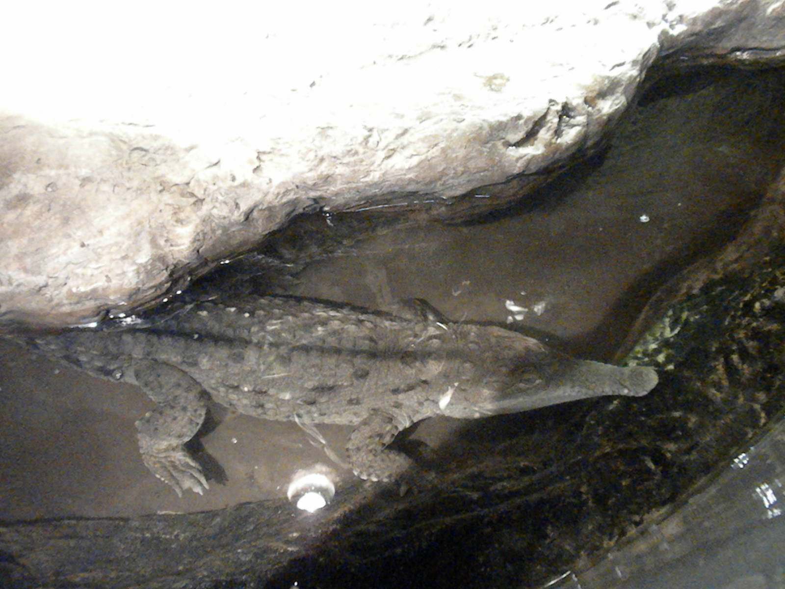 Young Orinoco Crocodile