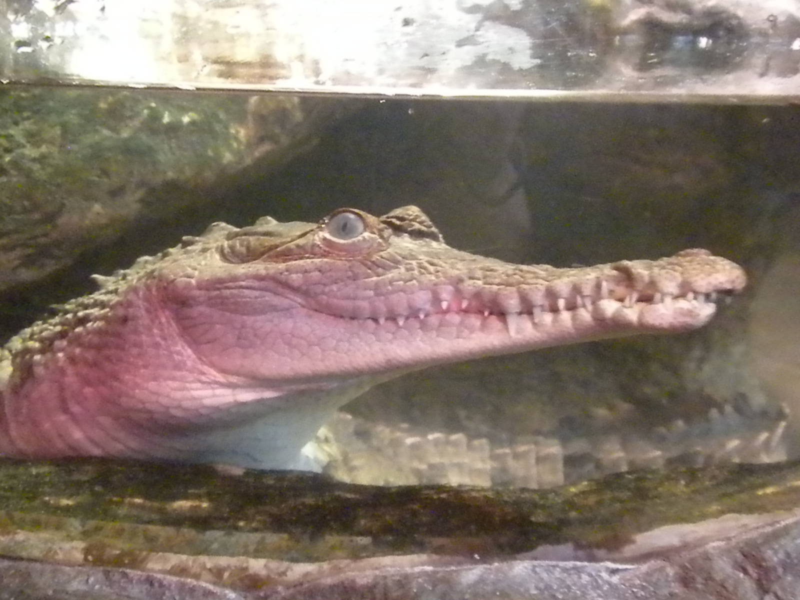 Young Orinoco Crocodile