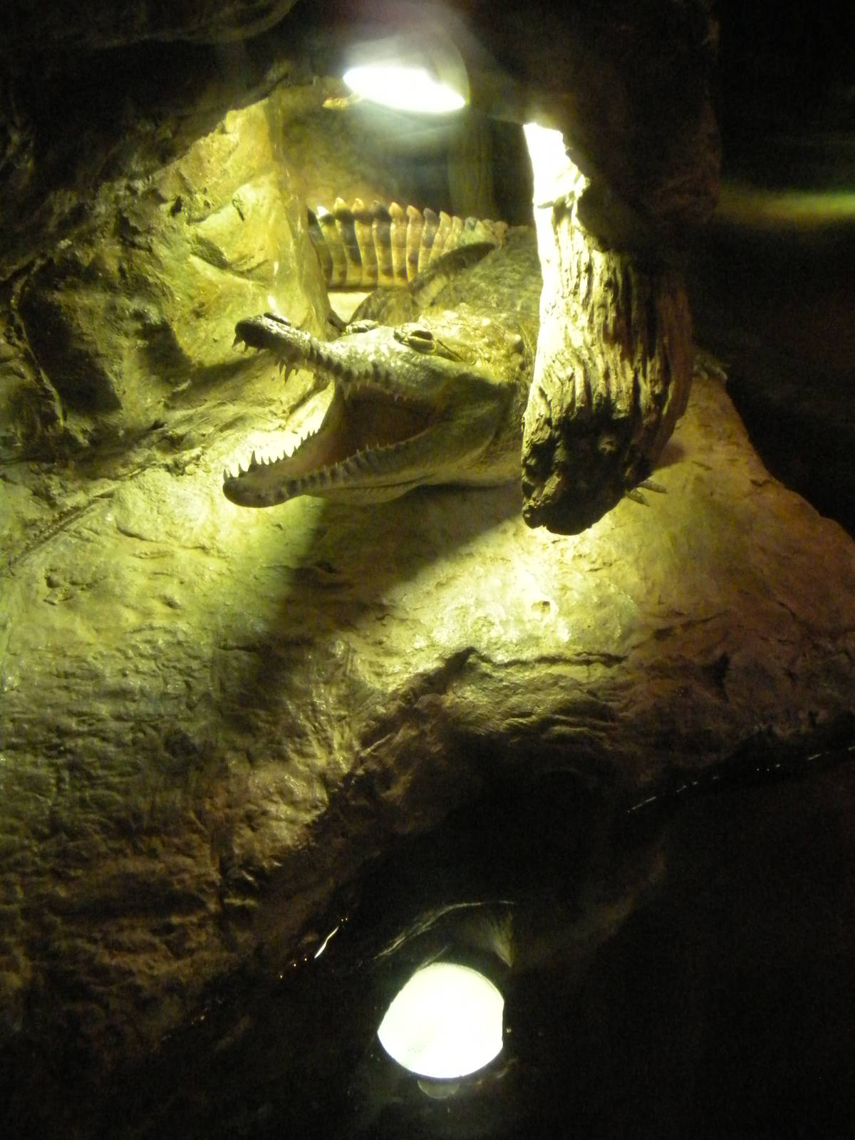 Young Orinoco Crocodile