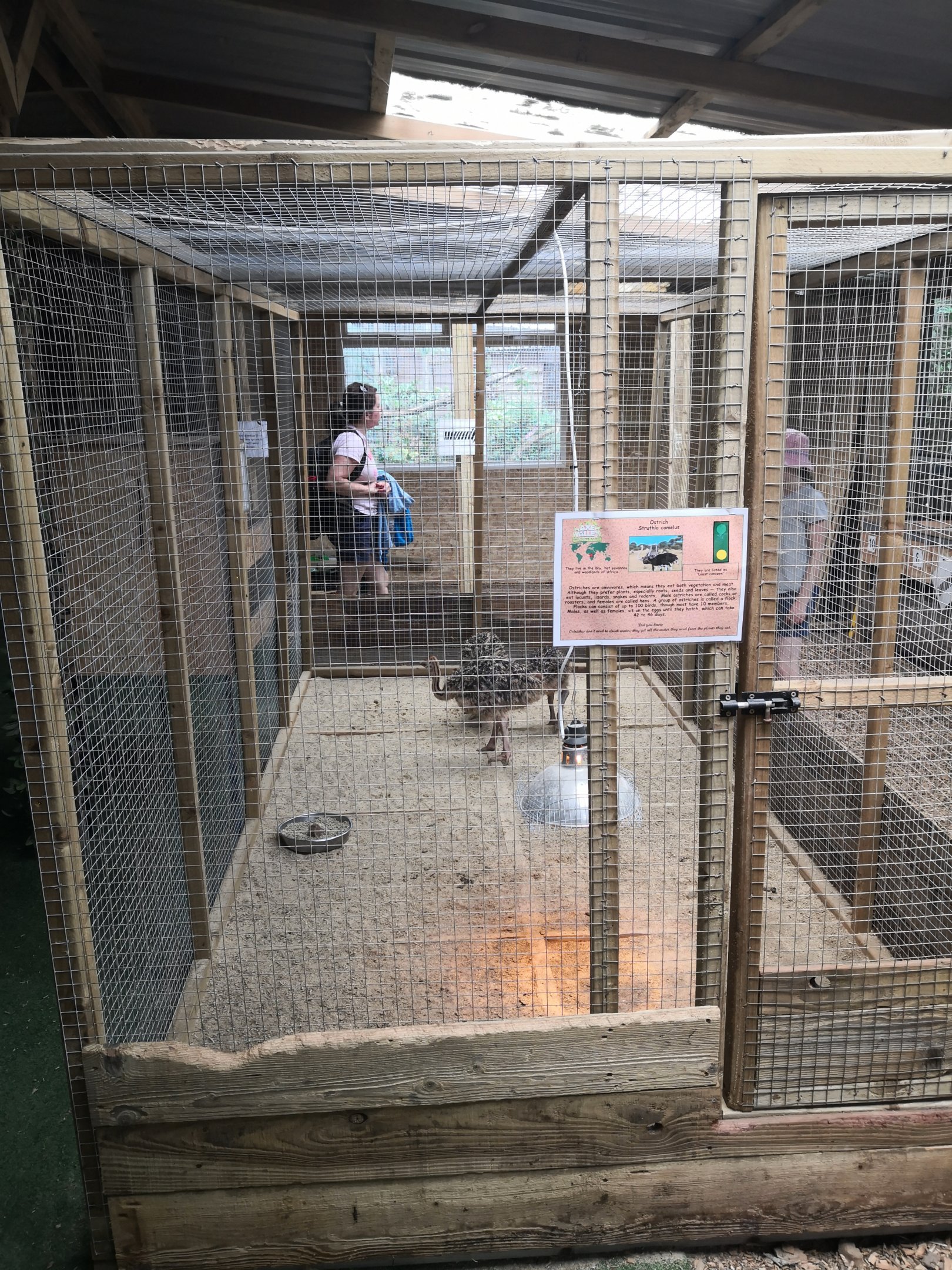 Young Ostrich Holding - Axe Valley