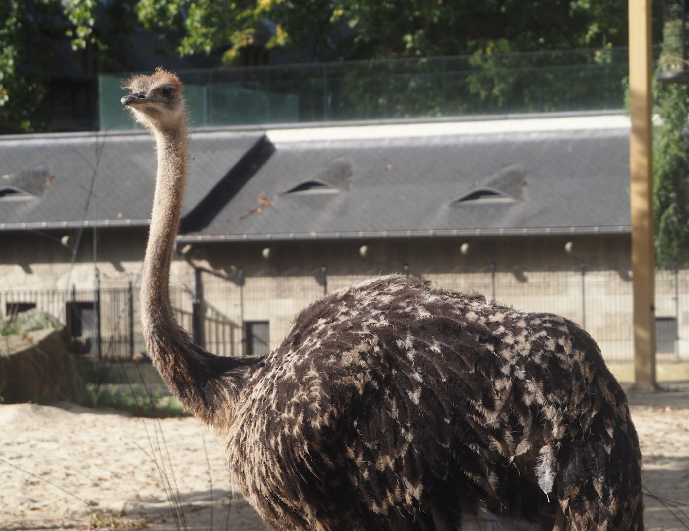 Young Ostrich (Struthio camelus), 2025-09-10
