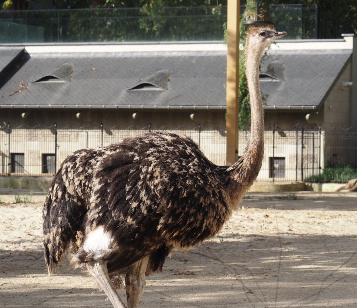 Young Ostrich (Struthio camelus), 2025-09-10