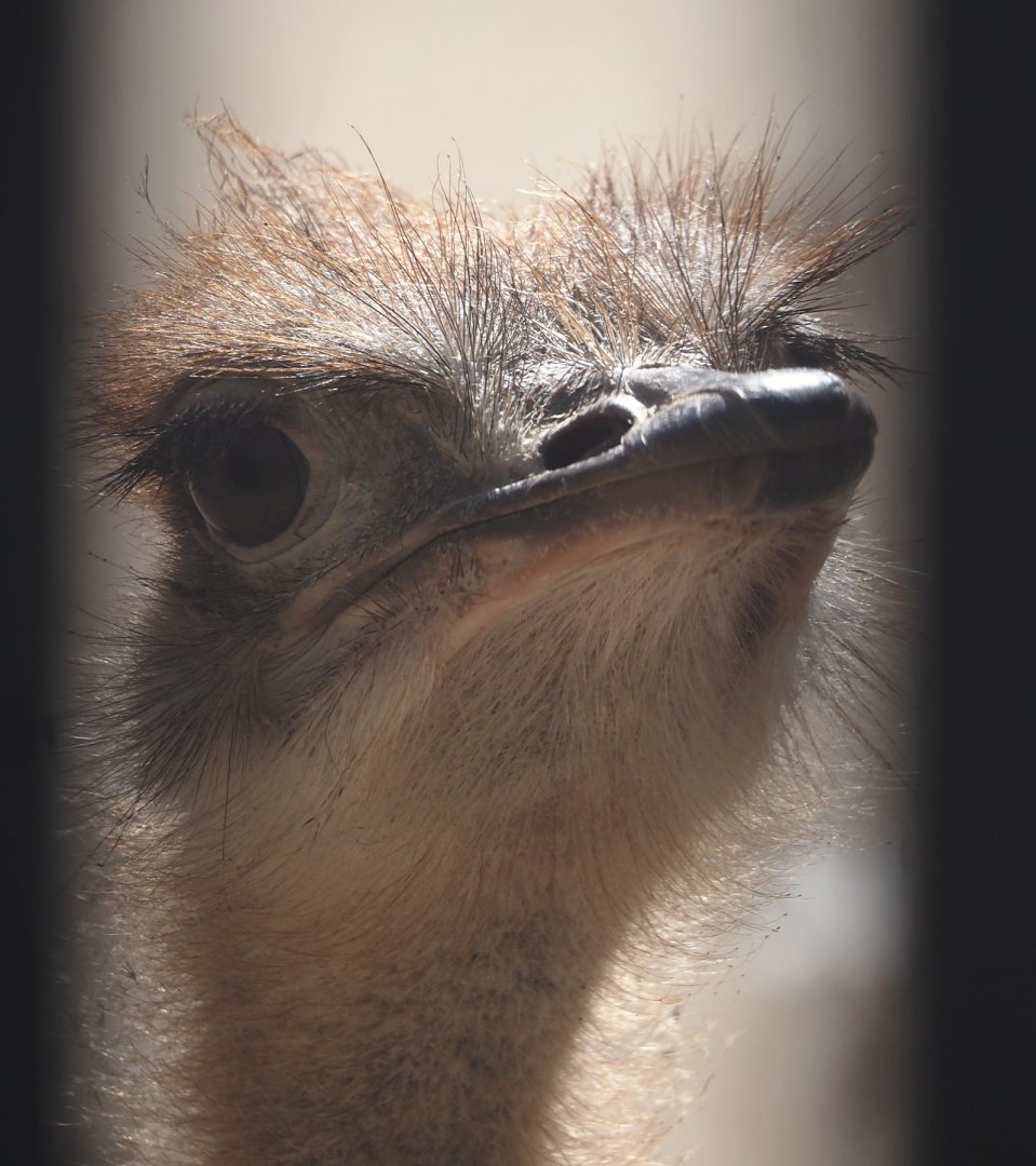 Young Ostrich (Struthio camelus), 2025-09-10