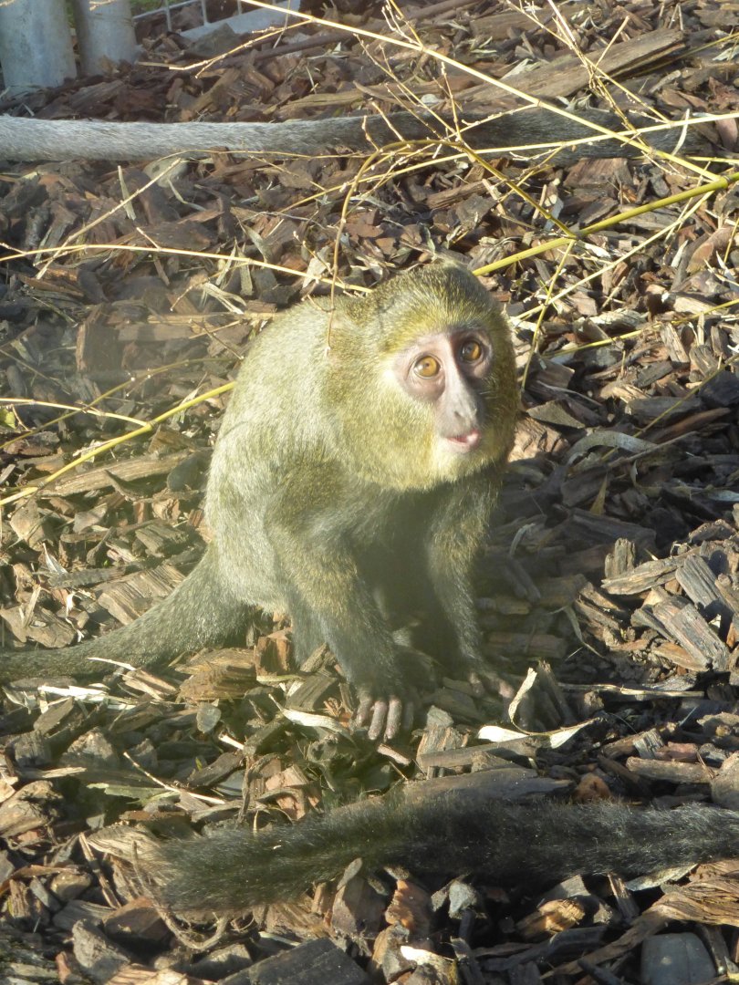 Young owl faced monkey