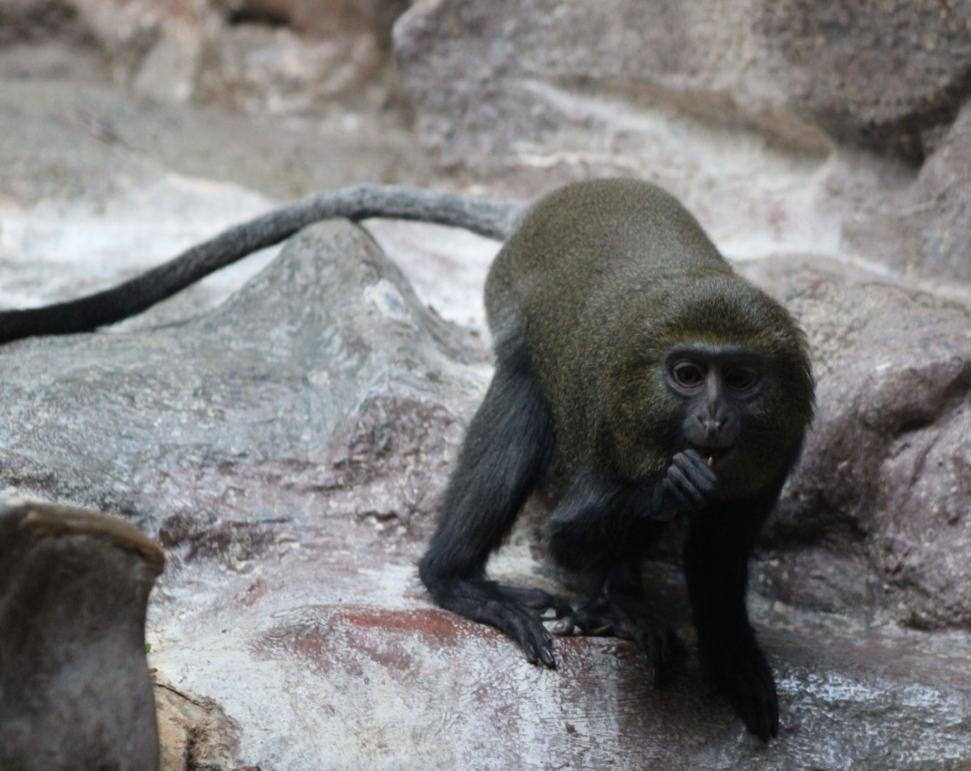 Young Owl-faced monkey