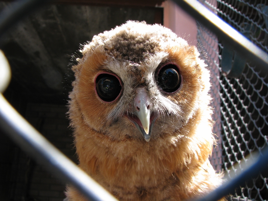 Young Owl