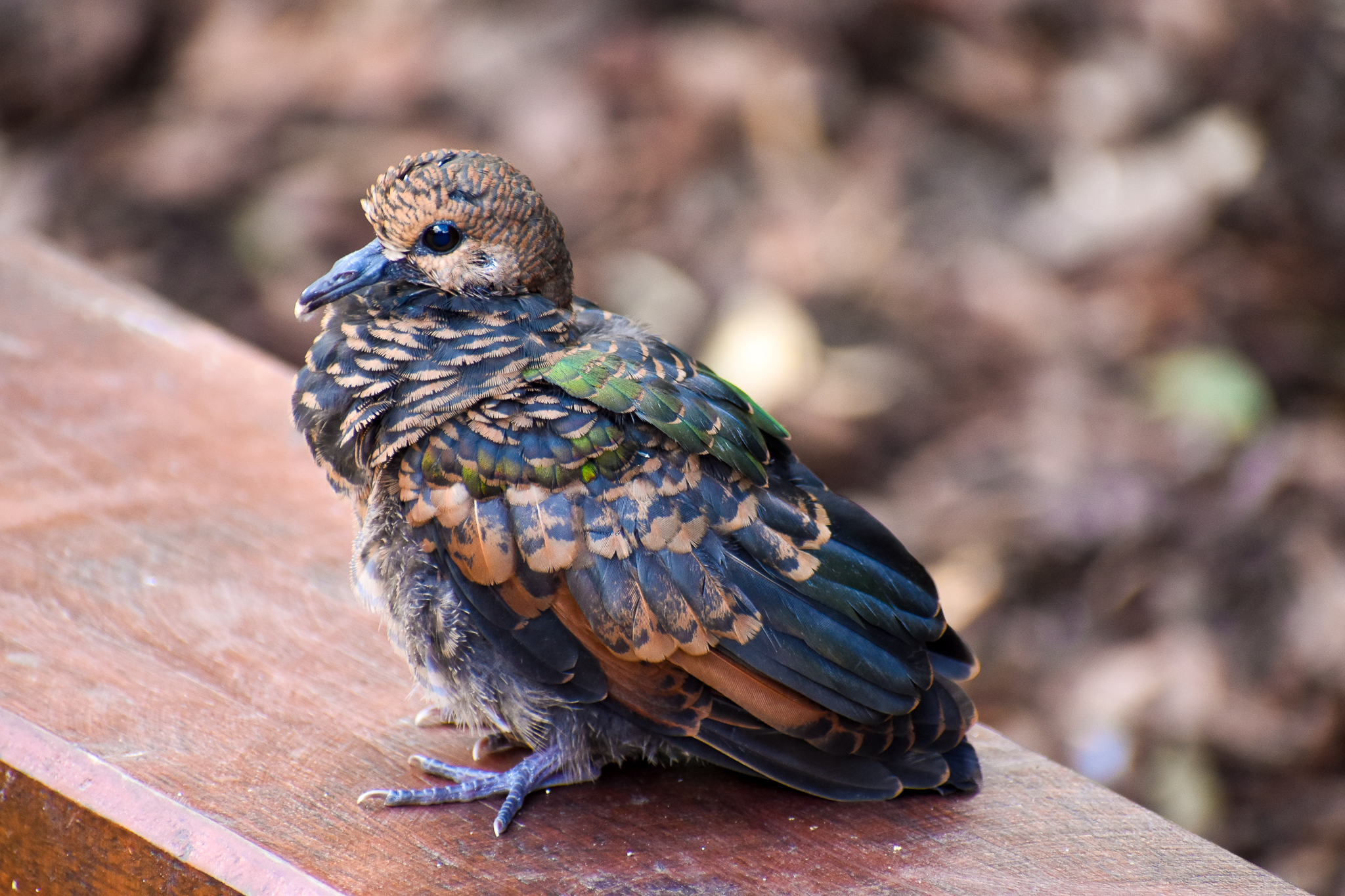 Young Pacific Emerald Dove (Chalcophaps longirostris)