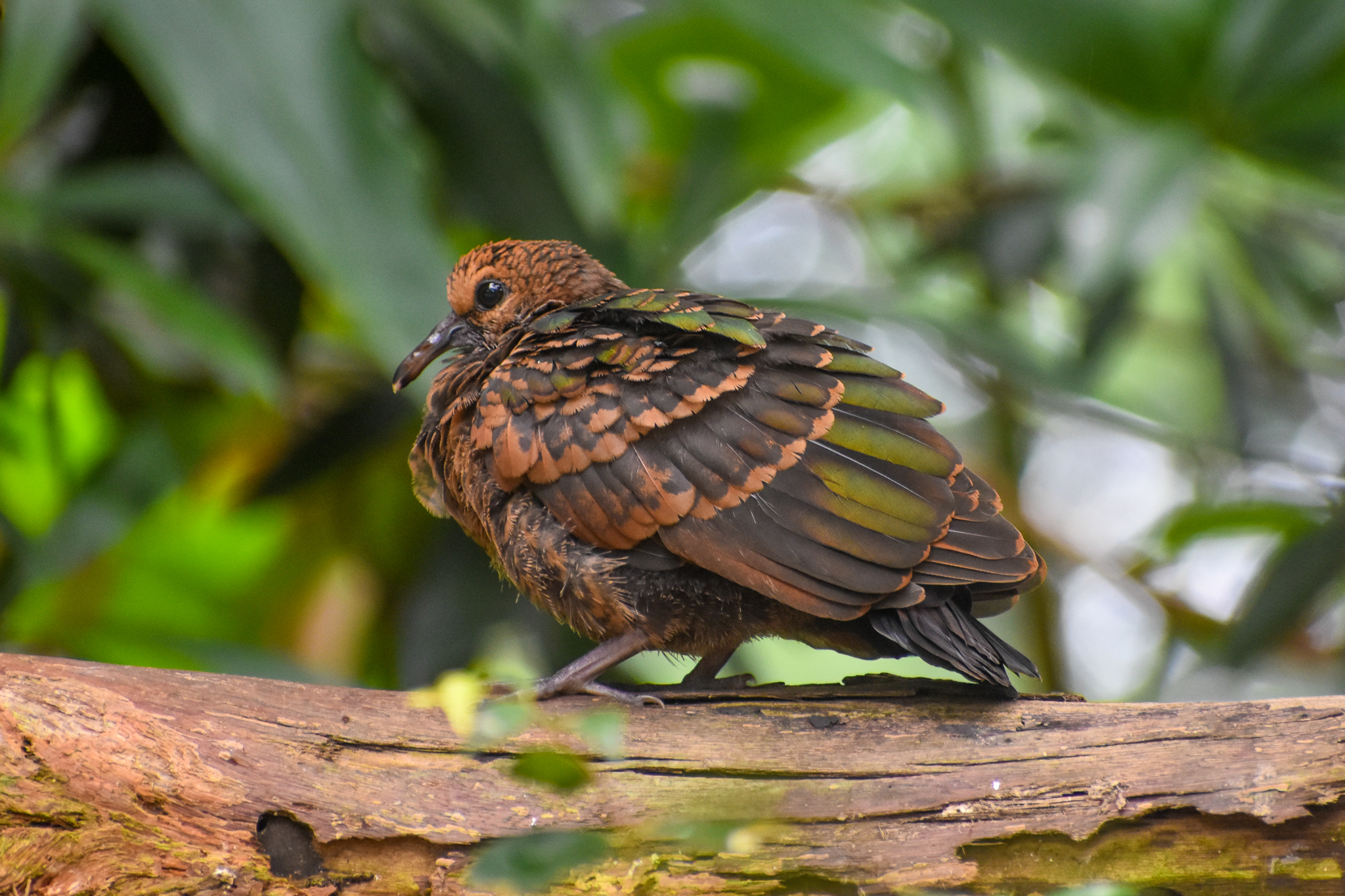 Young Pacific Emerald Dove
