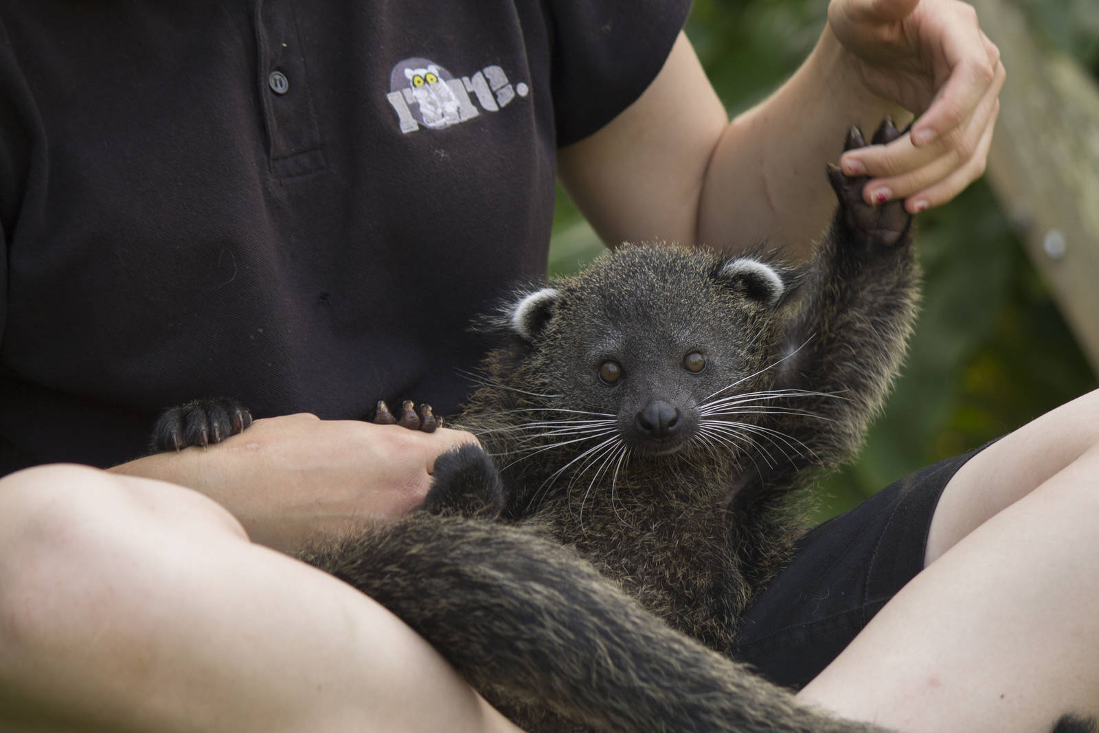 Young Palawan binturong