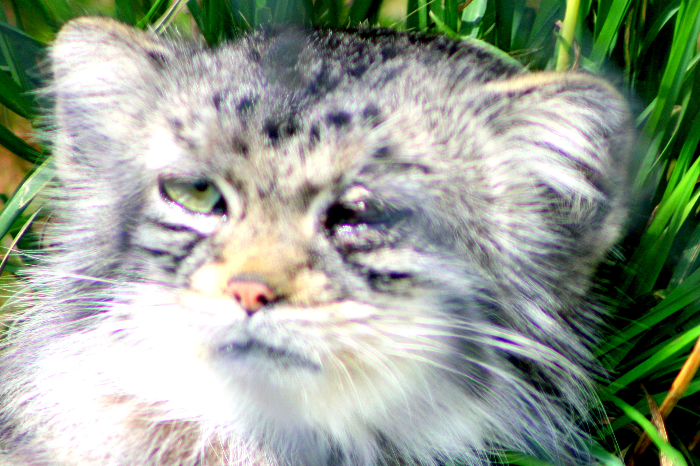 Young Pallas' cat; Howletts; 30th July 2017
