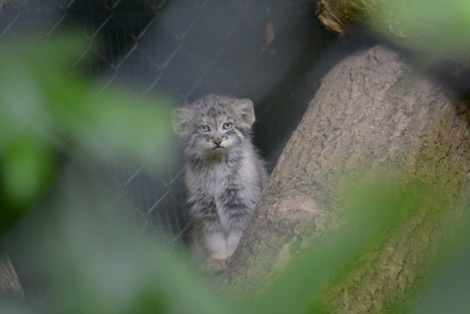 young Pallas's Cat