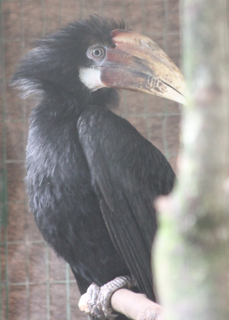 Young Papua hornbill