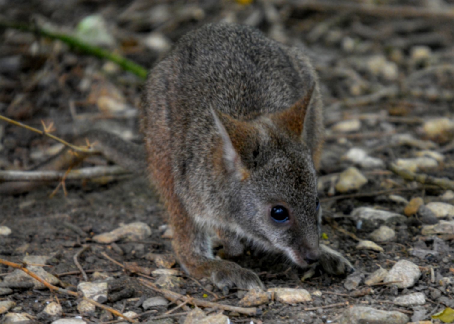 Young Parma Wallaby