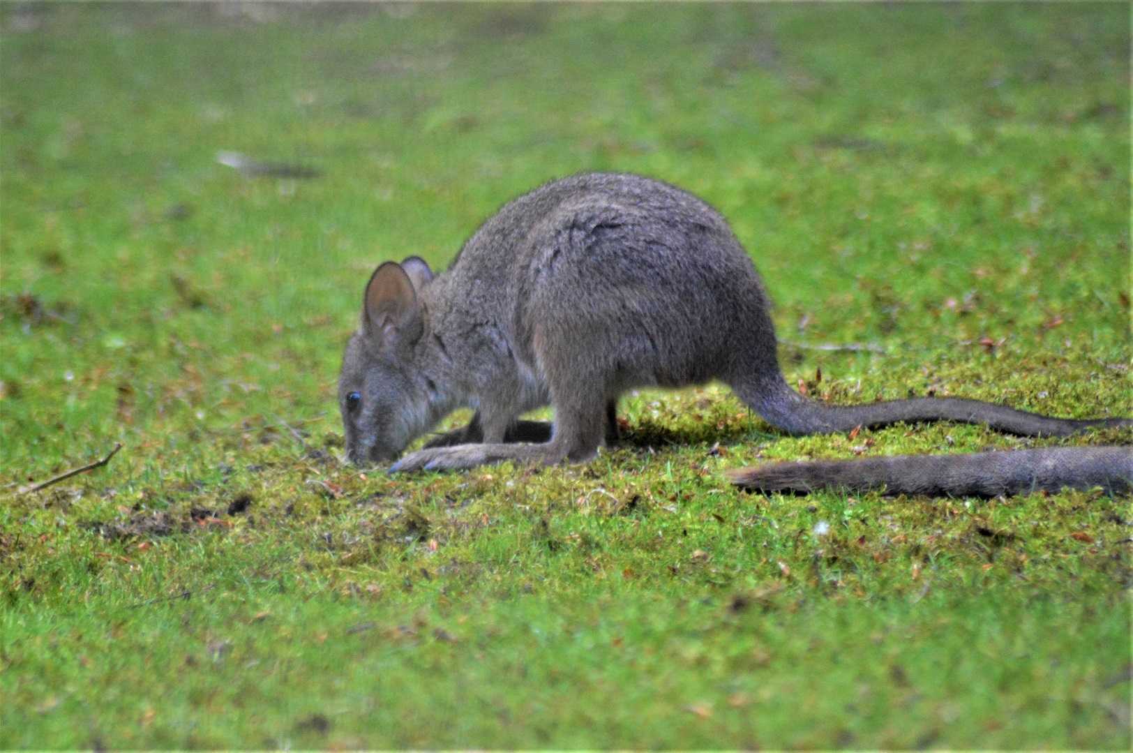 Young Parma wallaby