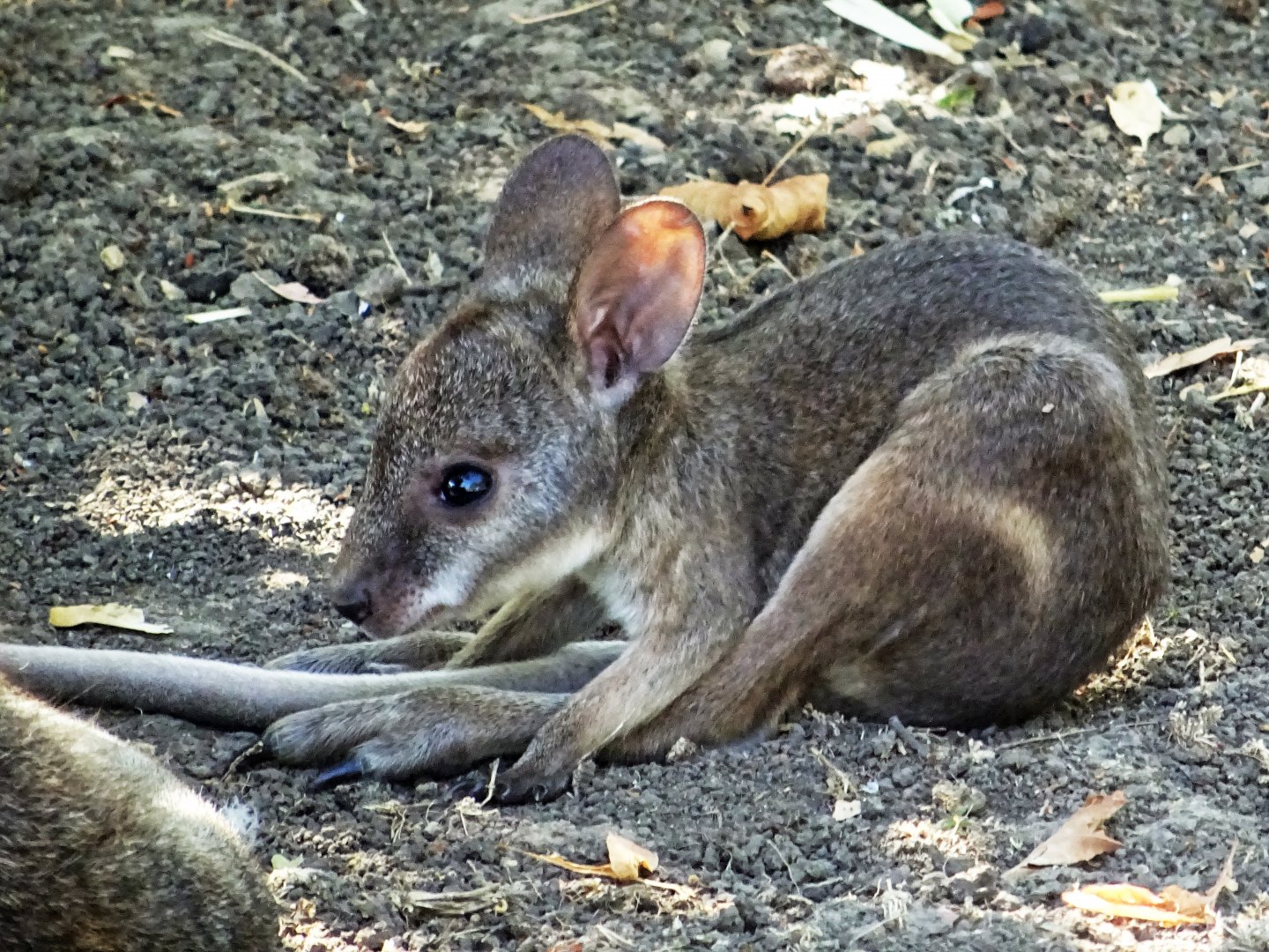Young Parma Wallaby