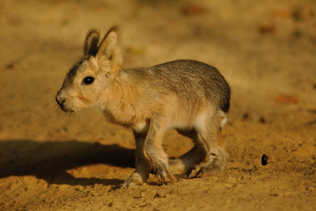 Young Patagonian cavy