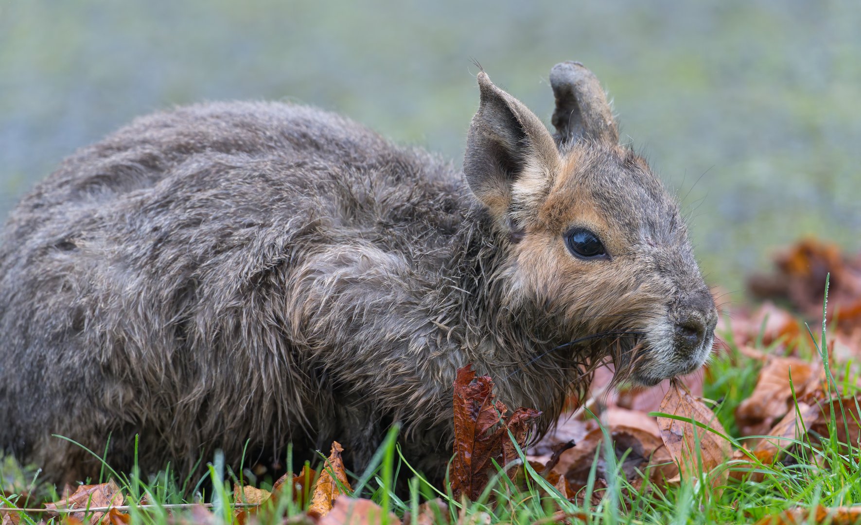 Young Patagonian Mara, ZSL Whipsnade, UK