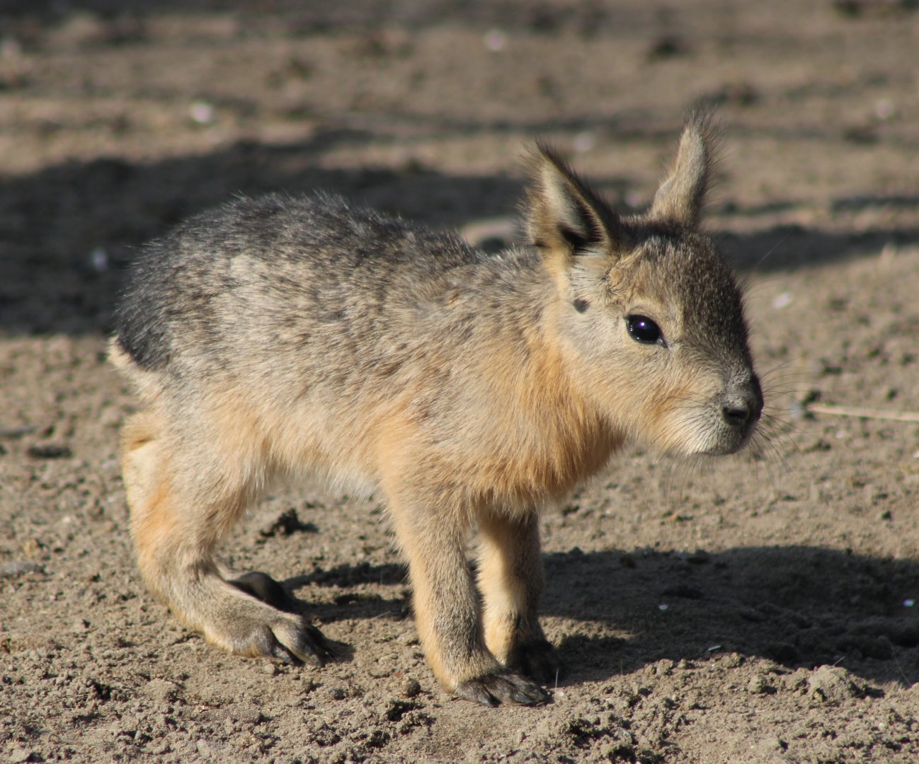 Young Patagonian mara