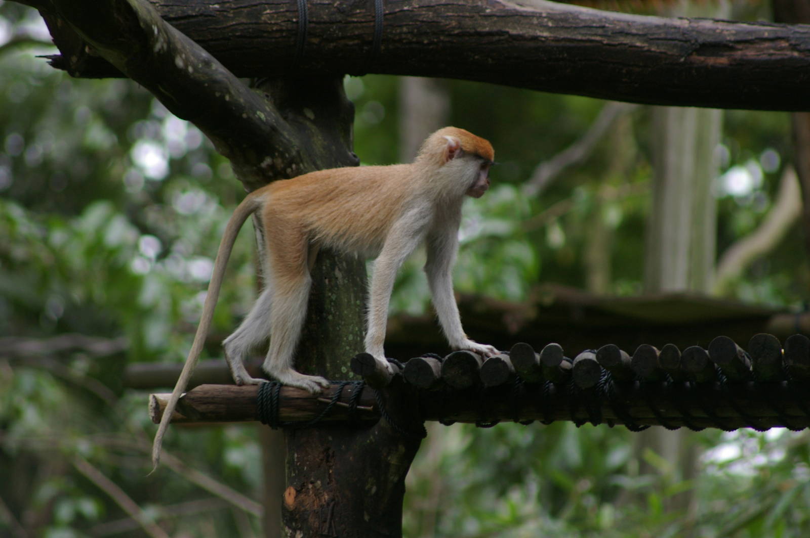 young patas monkey