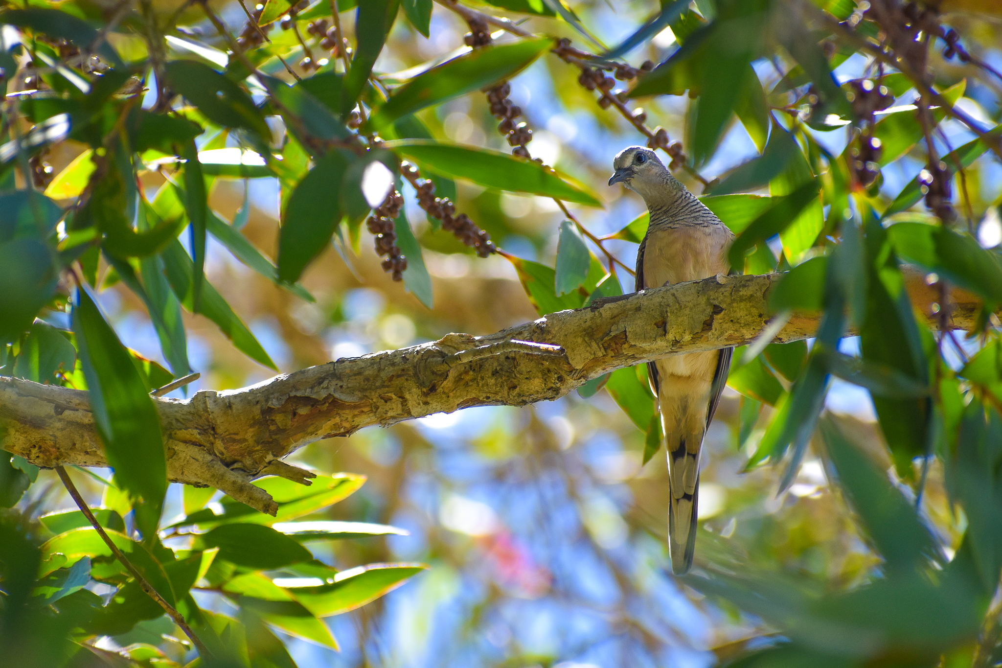 Young Peaceful Dove