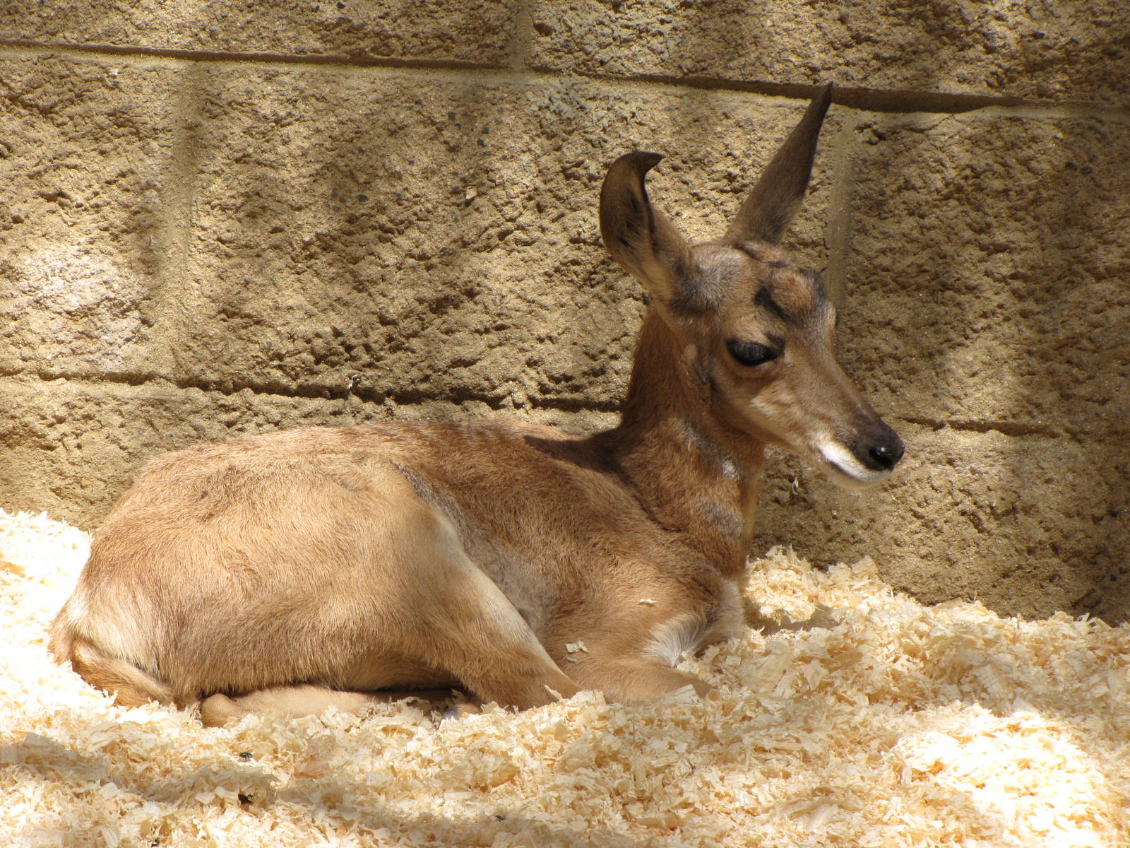 Young Peninisular Pronghorn