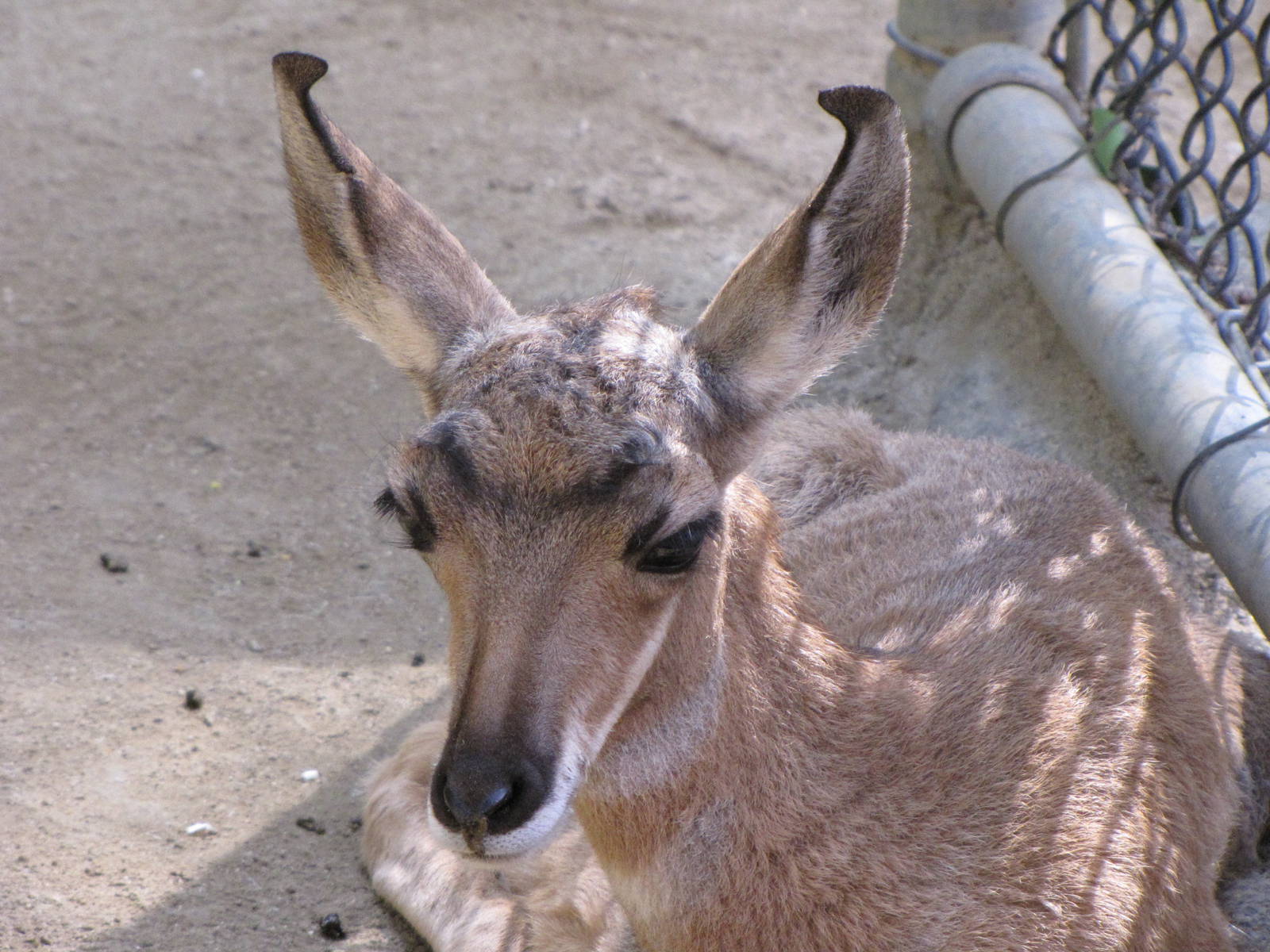 Young Peninsular Offspring